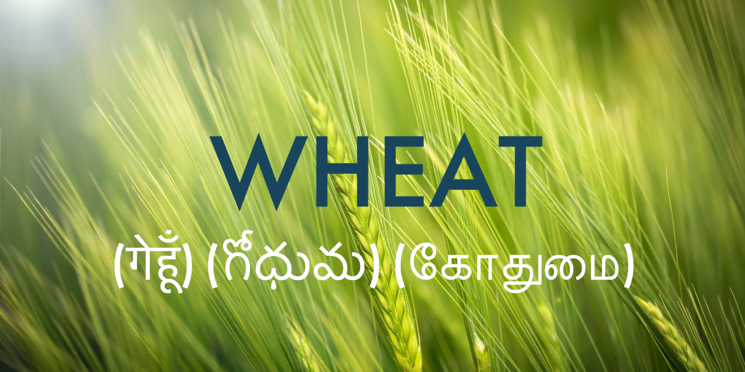 Commodity Outlook - Wheat